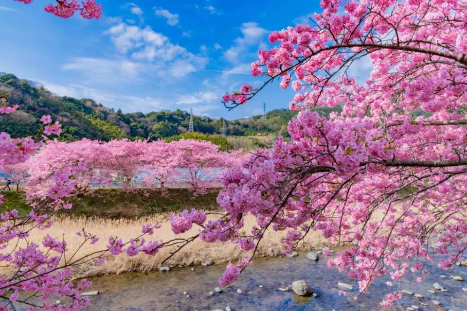 15 Best Day Trips from Tokyo in 2026: Cherry Blossom Season Adventures and Beyond
