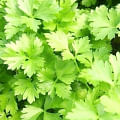 Fresh parsley leaves