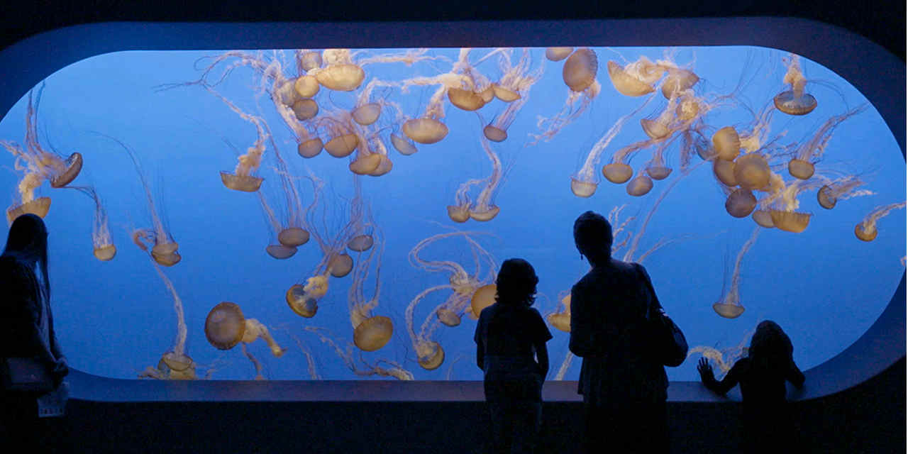 Monterey Bay Aquarium Jellyfish exhibit
