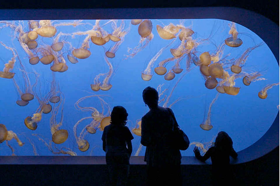 Monterey Bay Aquarium Jellyfish exhibit