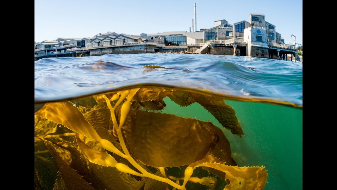 Monterey Bay Aquarium Kelp Forest exhibit