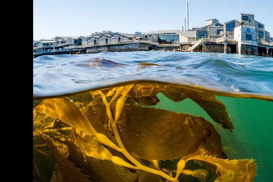 Monterey Bay Aquarium Kelp Forest exhibit