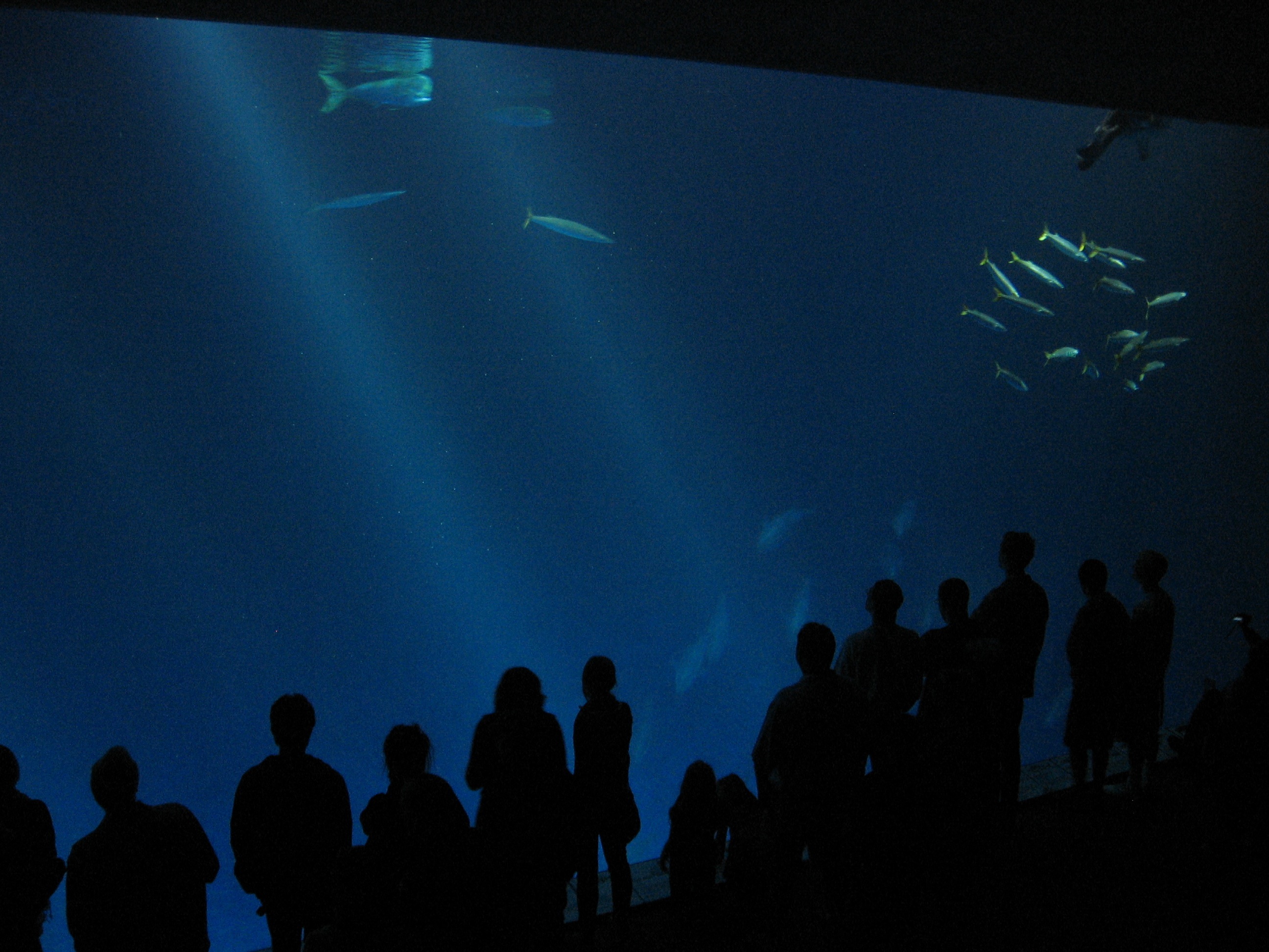 Monterey Bay Aquarium Open Sea exhibit