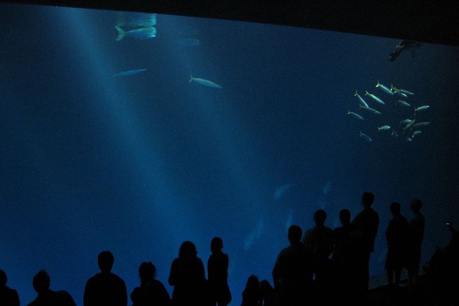 Monterey Bay Aquarium Open Sea exhibit