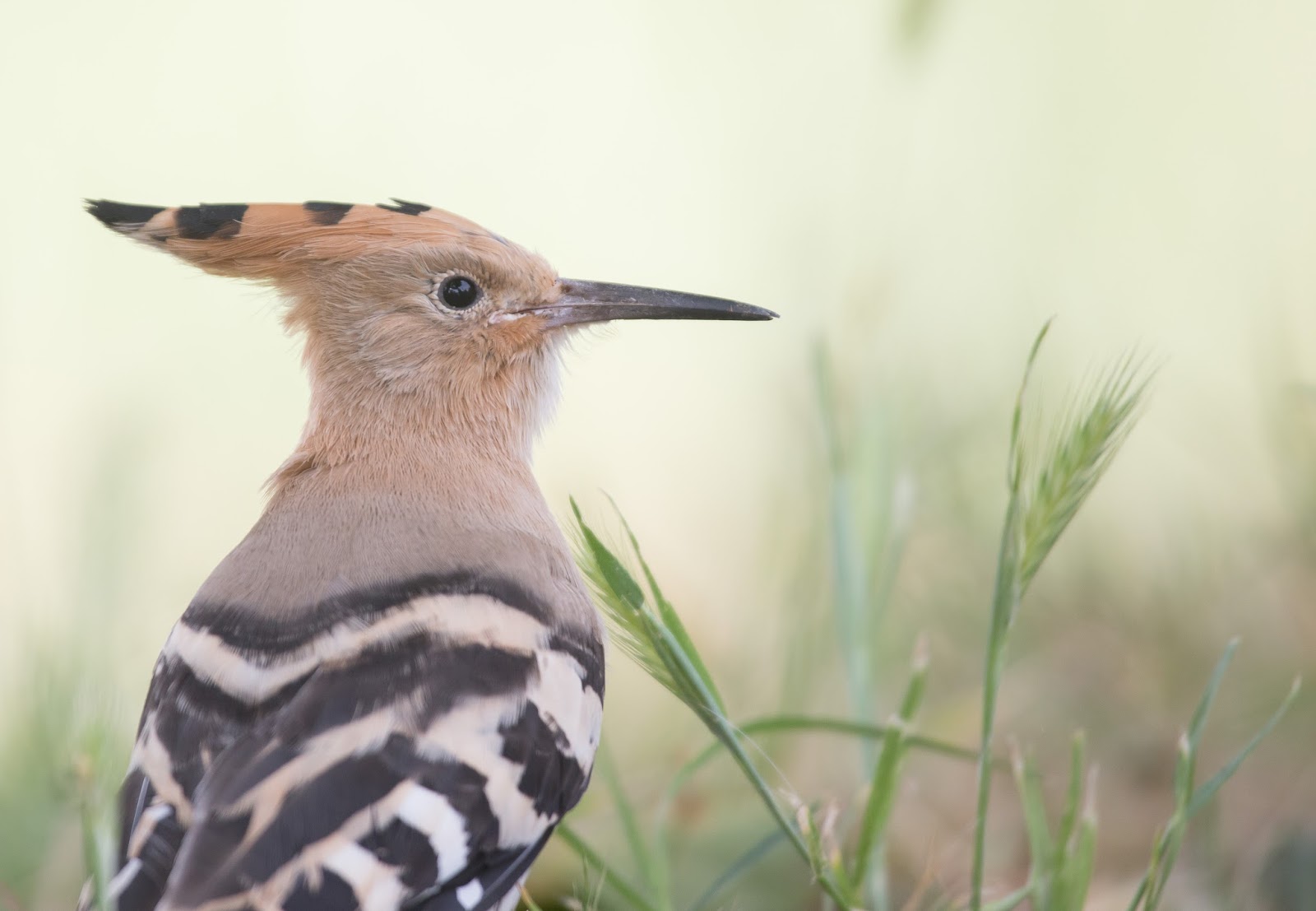 wildlife at Lake Bracciano