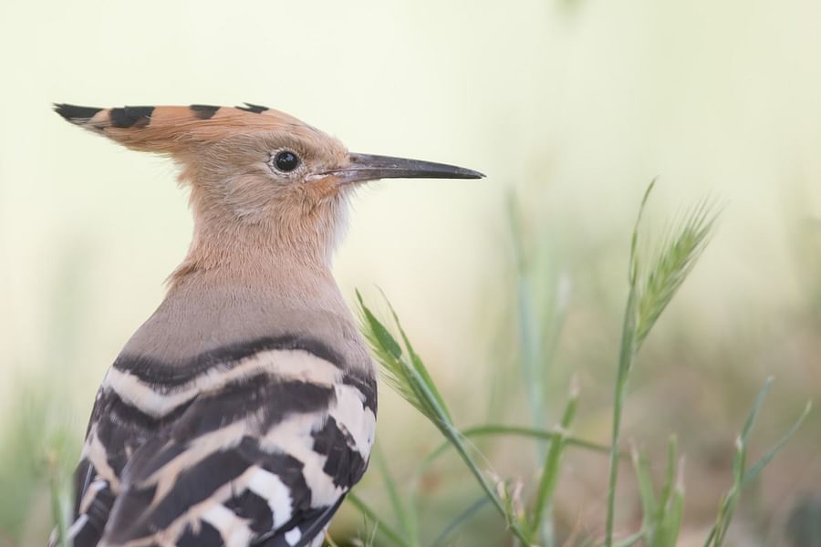 wildlife at Lake Bracciano