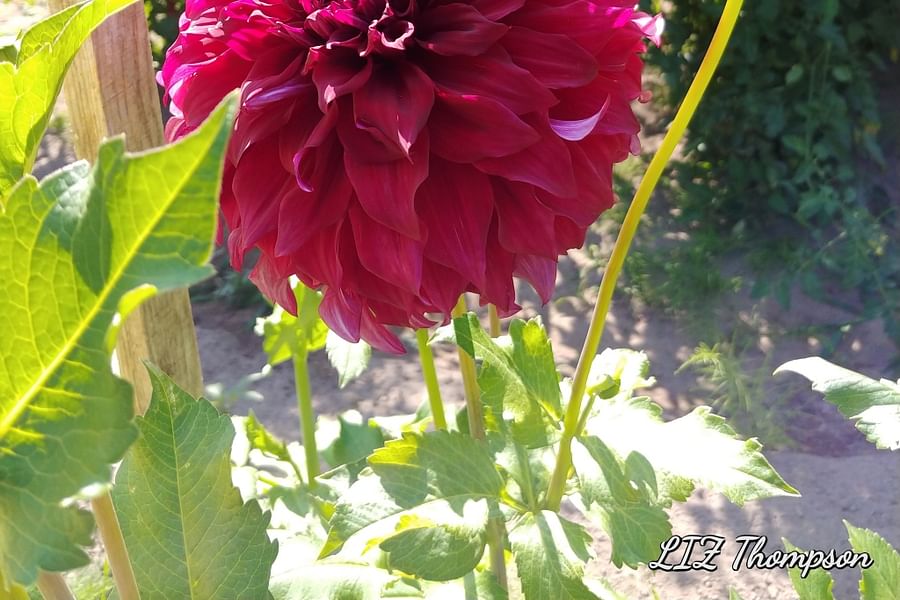 Valley of Fire geocaching