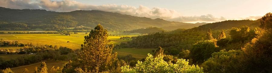 Panoramic view of vineyards in Napa Valley under a clear blue sky